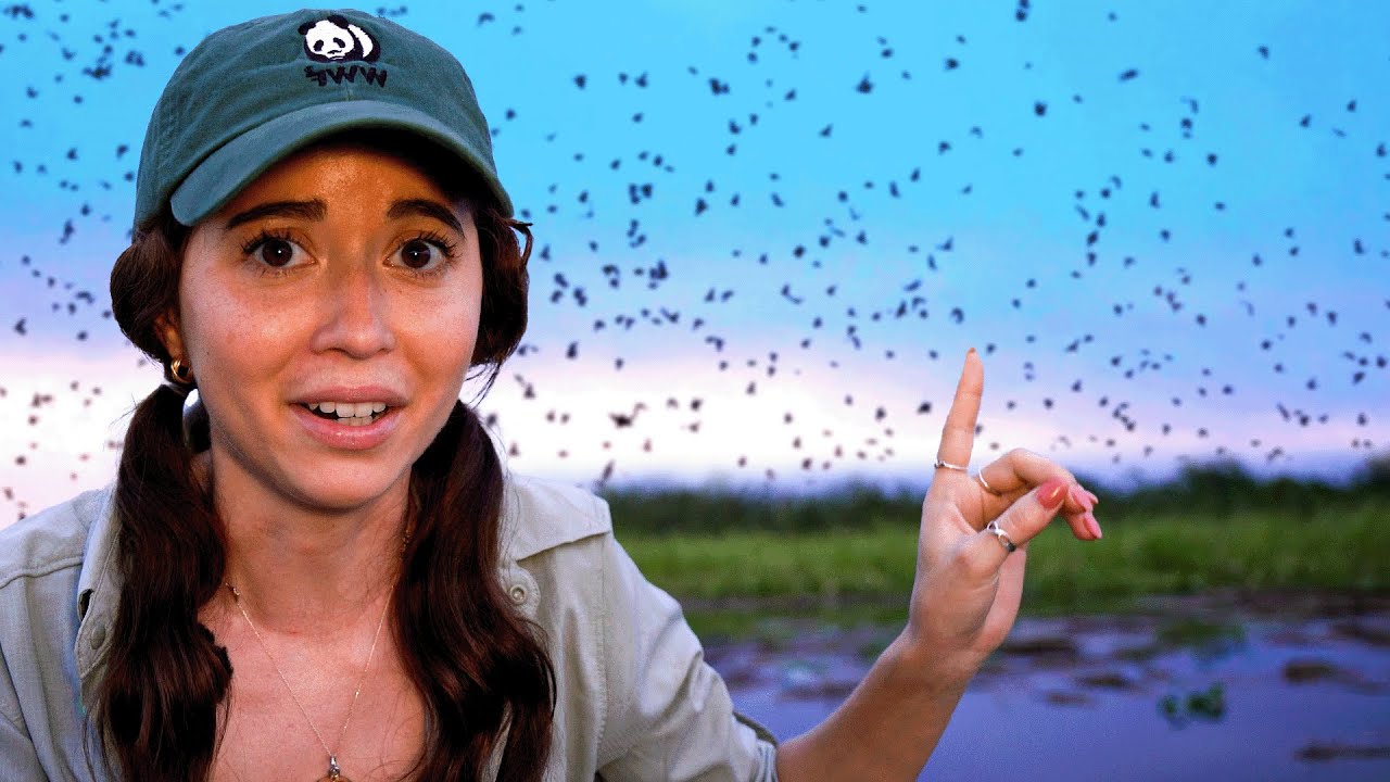 Travelling to Brazil with PMCA