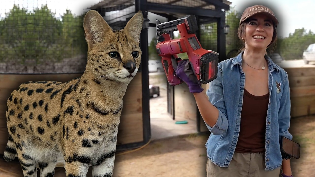 BUILDING OUR SERVALS TEMPORARY ENCLOSURE!