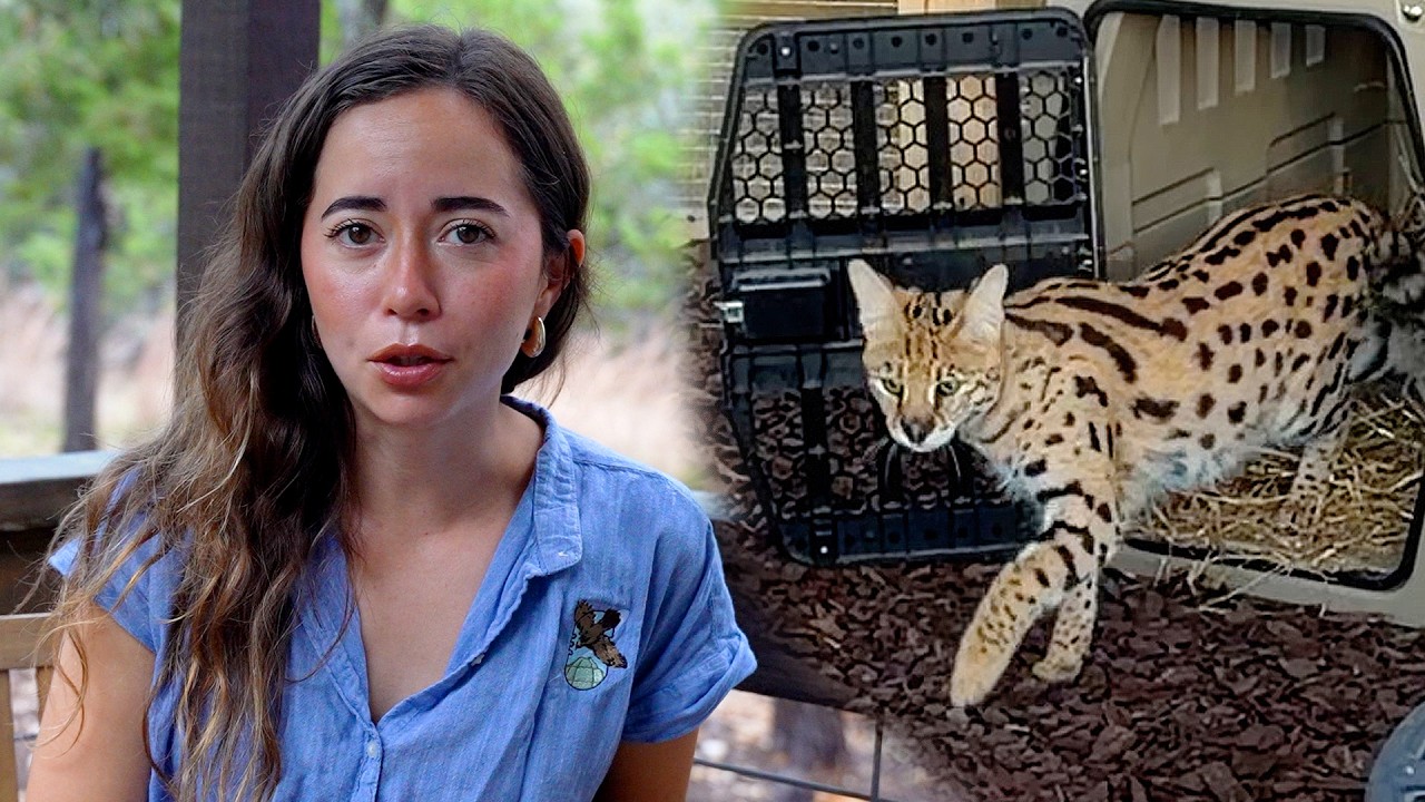 The Rescued Serval is Here!!!