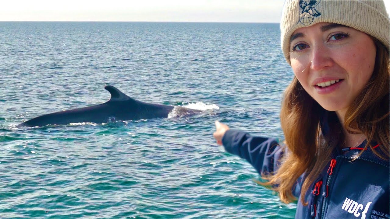 Finding Whales with WDC