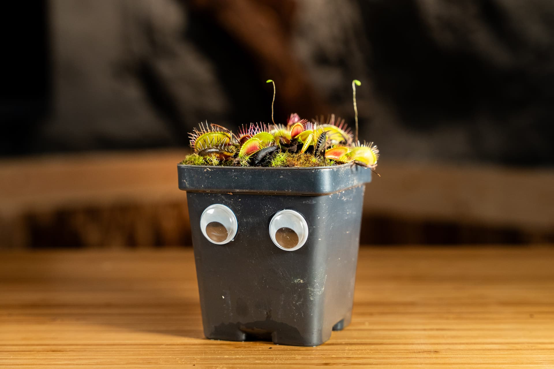 Marty McFly the Venus Flytrap Plant