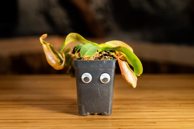 PitchJars the Veitch's Pitcher-Plant