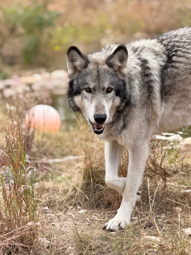 Akela the Wolfdog