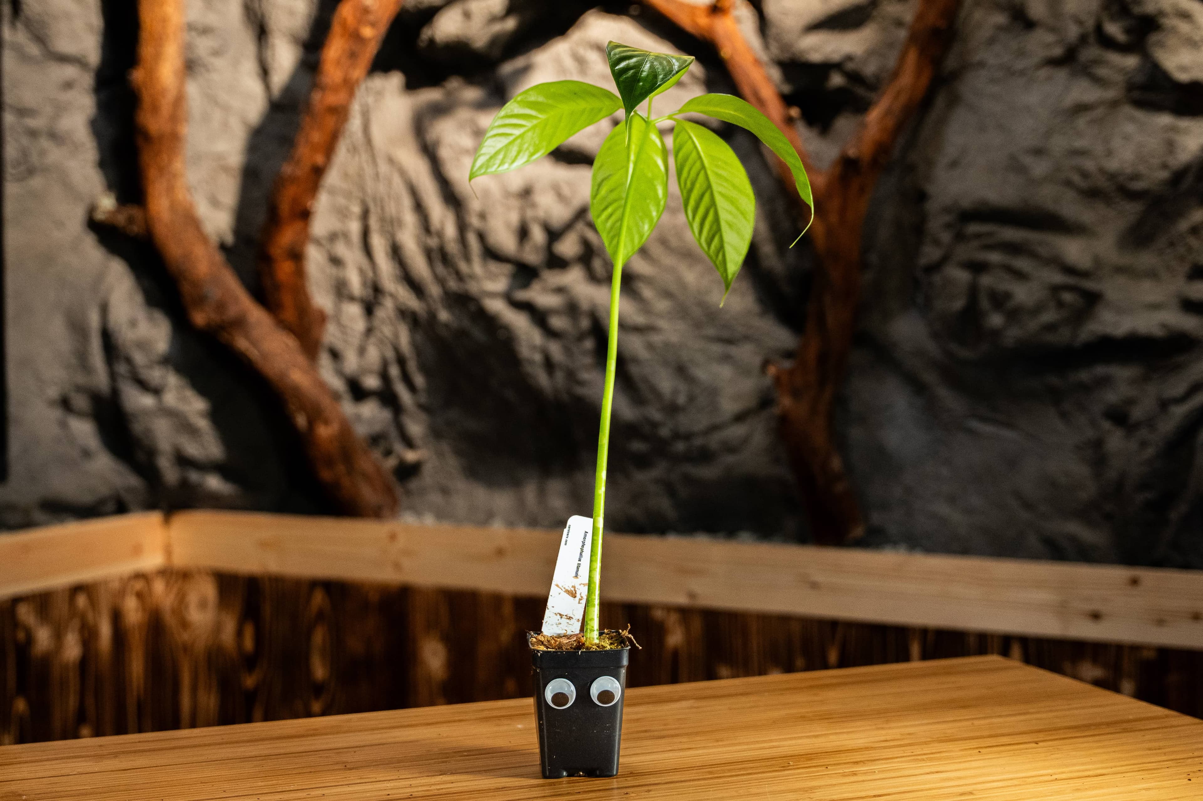 Stinky the Corpse Flower Plant