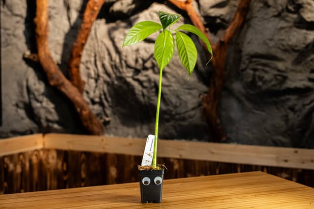 Stinky the Corpse Flower Plant