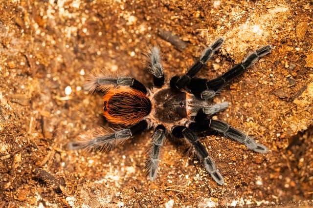 Eva the Mexican Red Rump Tarantula