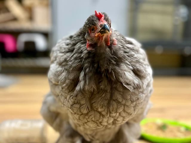 Betty the Cochin Chicken