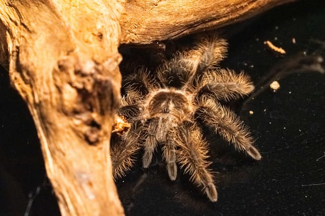 Kiwi the Honduran Curly Hair Tarantula