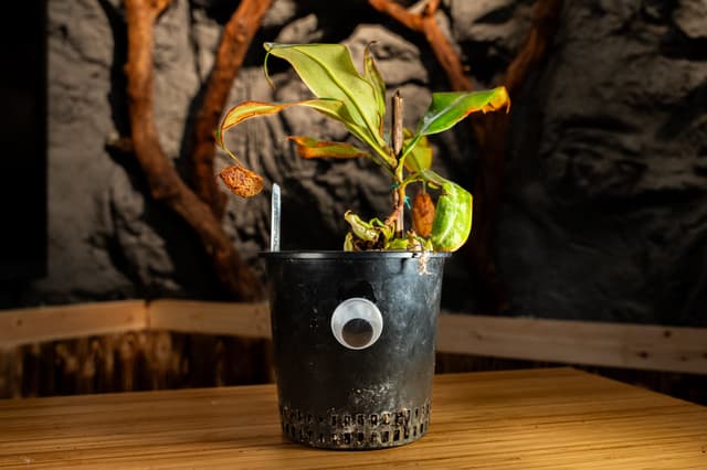 Drew the Flask-Shaped Pitcher-Plant