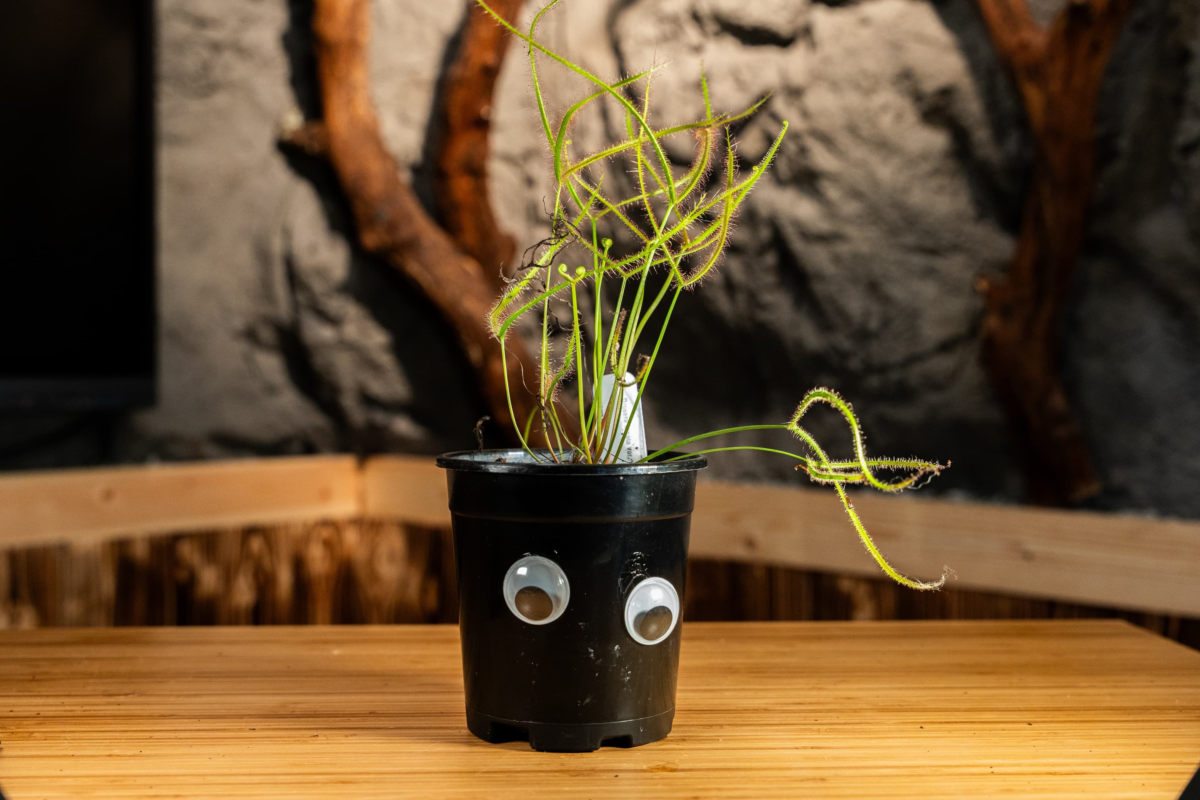 Dewey the Fork-Leaved Sundew Plant