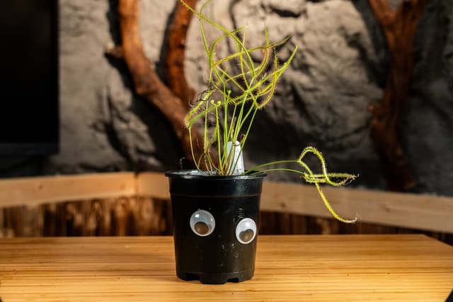 Dewey the Fork-Leaved Sundew Plant