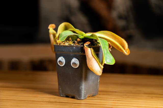 PitchJars the Veitch's Pitcher-Plant