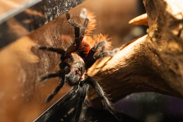 Eva the Mexican Red Rump Tarantula