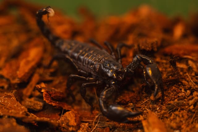 Puppy the Emperor Scorpion