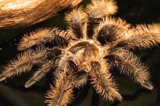 Kiwi the Honduran Curly Hair Tarantula