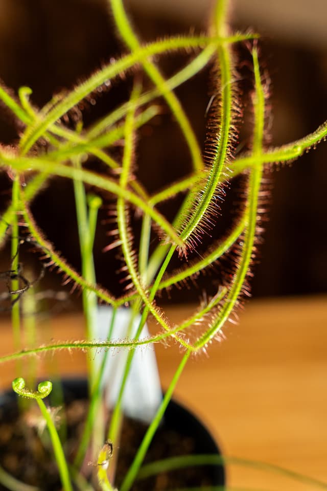 Dewey the Fork-Leaved Sundew Plant