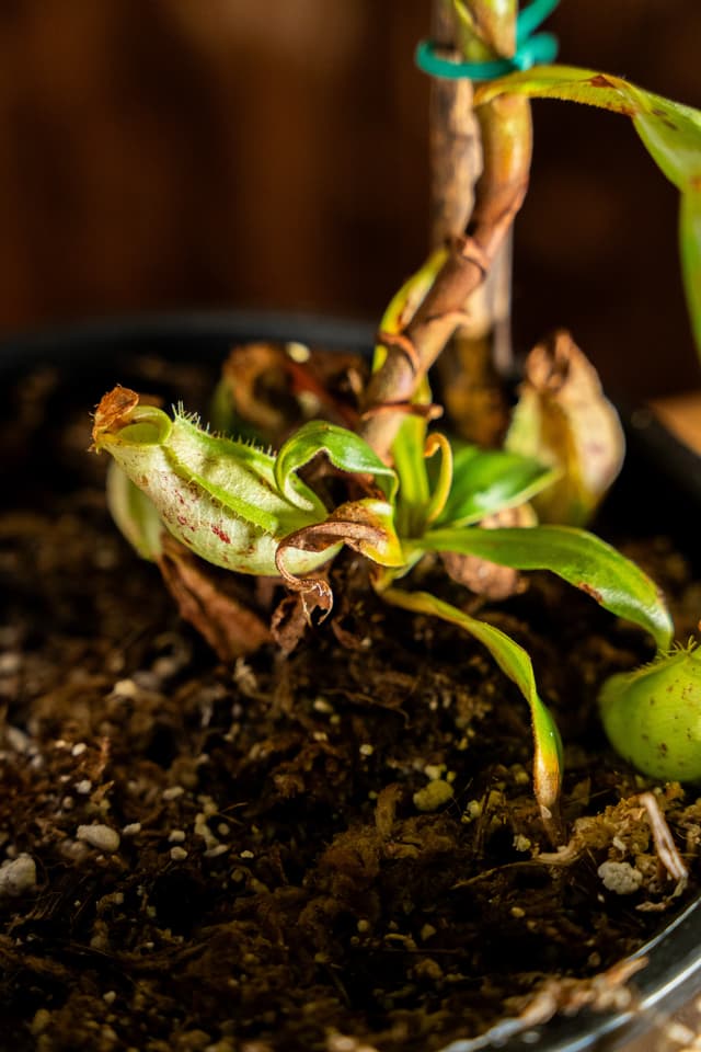 Drew the Flask-Shaped Pitcher-Plant