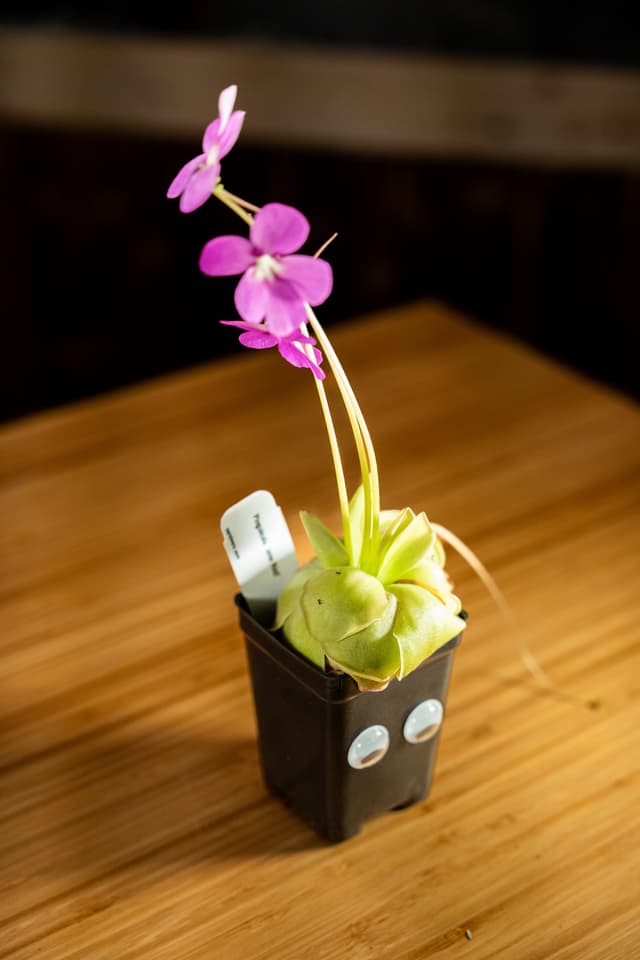 Butt the Mexican Butterwort Plant