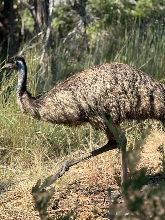 Nolie the Emu