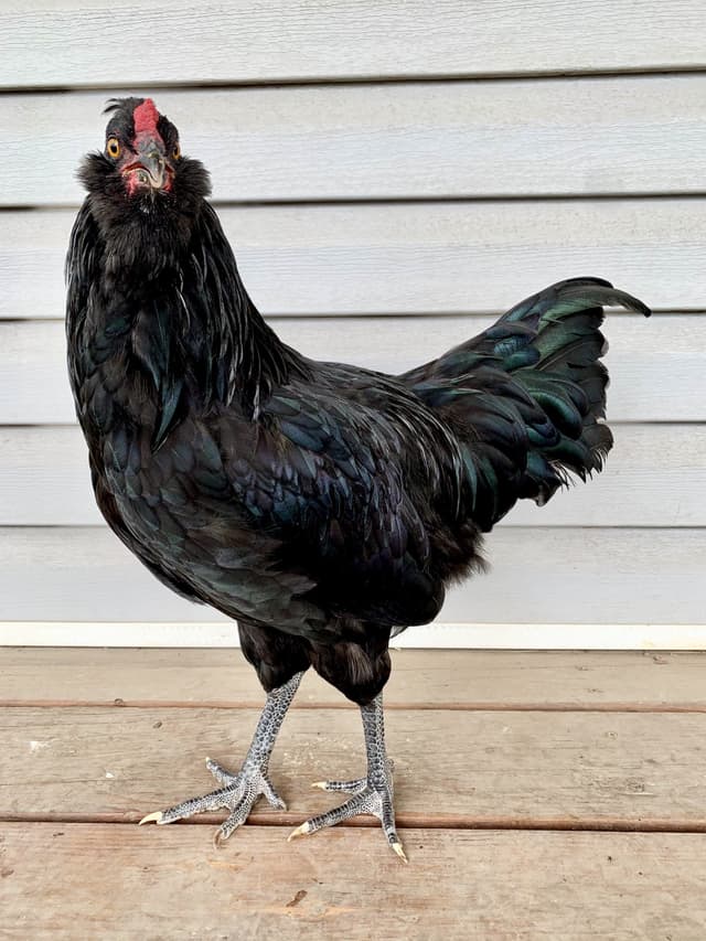 Oliver the Olive Egger Chicken