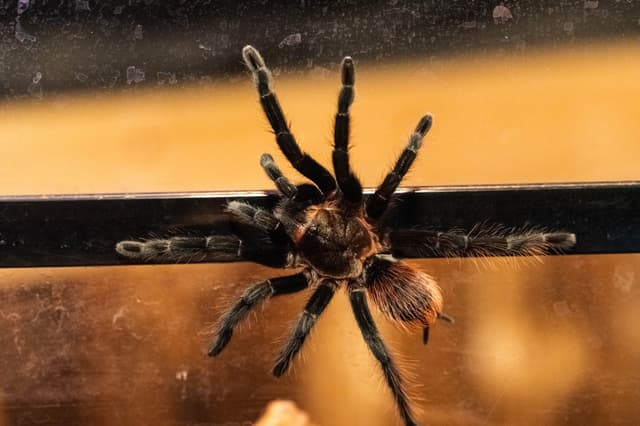 Eva the Mexican Red Rump Tarantula