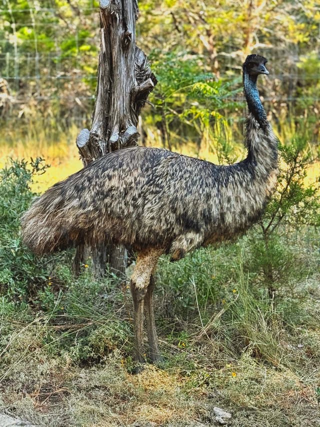 Nolie the Emu