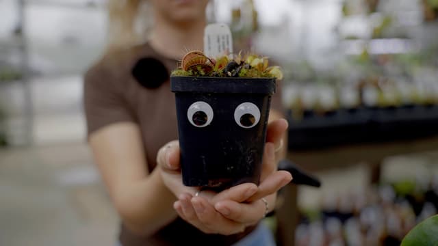 Marty McFly the Venus Flytrap Plant