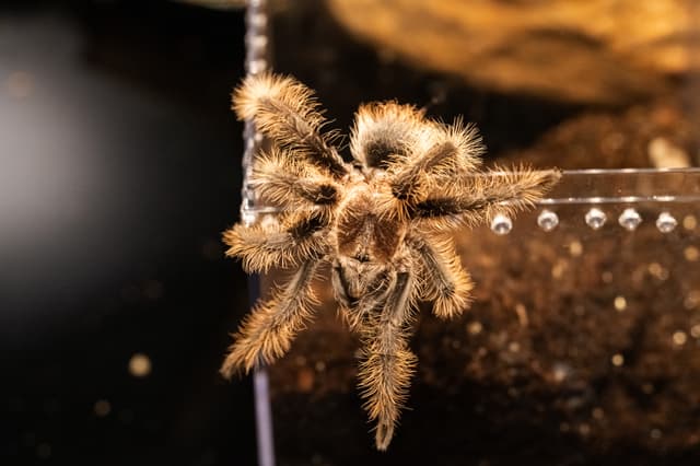 Kiwi the Honduran Curly Hair Tarantula
