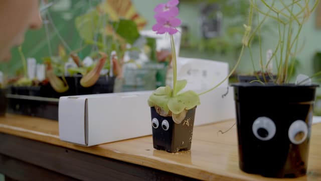 Butt the Mexican Butterwort Plant