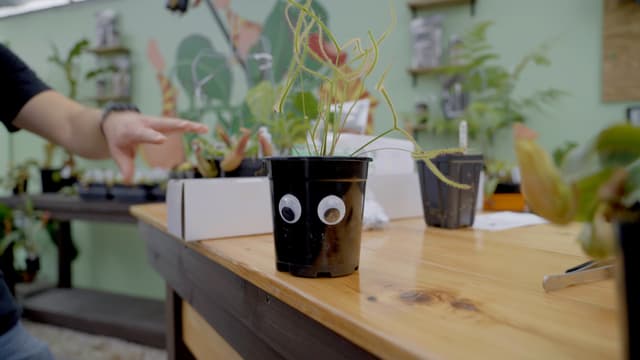 Dewey the Fork-Leaved Sundew Plant