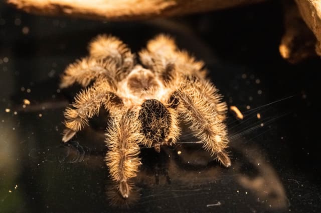 Kiwi the Honduran Curly Hair Tarantula