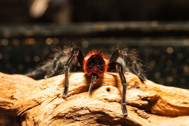 Eva the Mexican Red Rump Tarantula