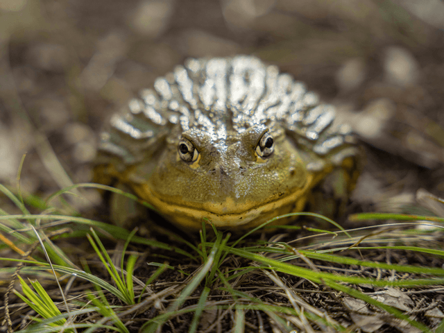 Georgie the African Bullfrog