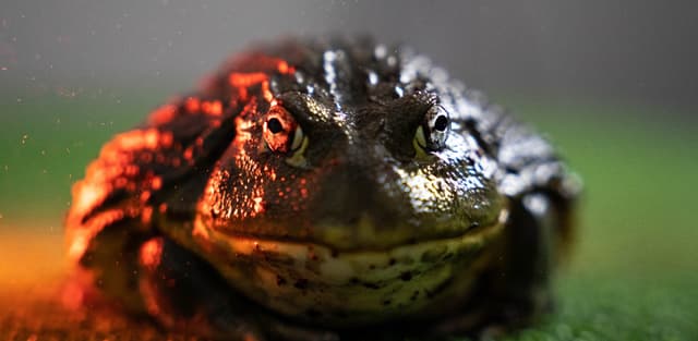 Georgie the African Bullfrog
