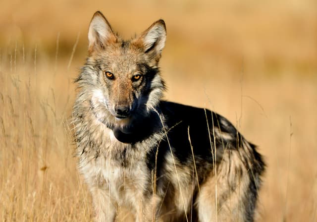 Mexican wolf in field, New Mexico Department of Game and Fish, Public Domain, https://www.fws.gov/media/mexican-wolf-field