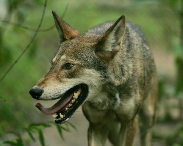 Red wolf, Hillebrand, Steve/USFWS, Public Domain, https://www.fws.gov/media/just-little-closer
