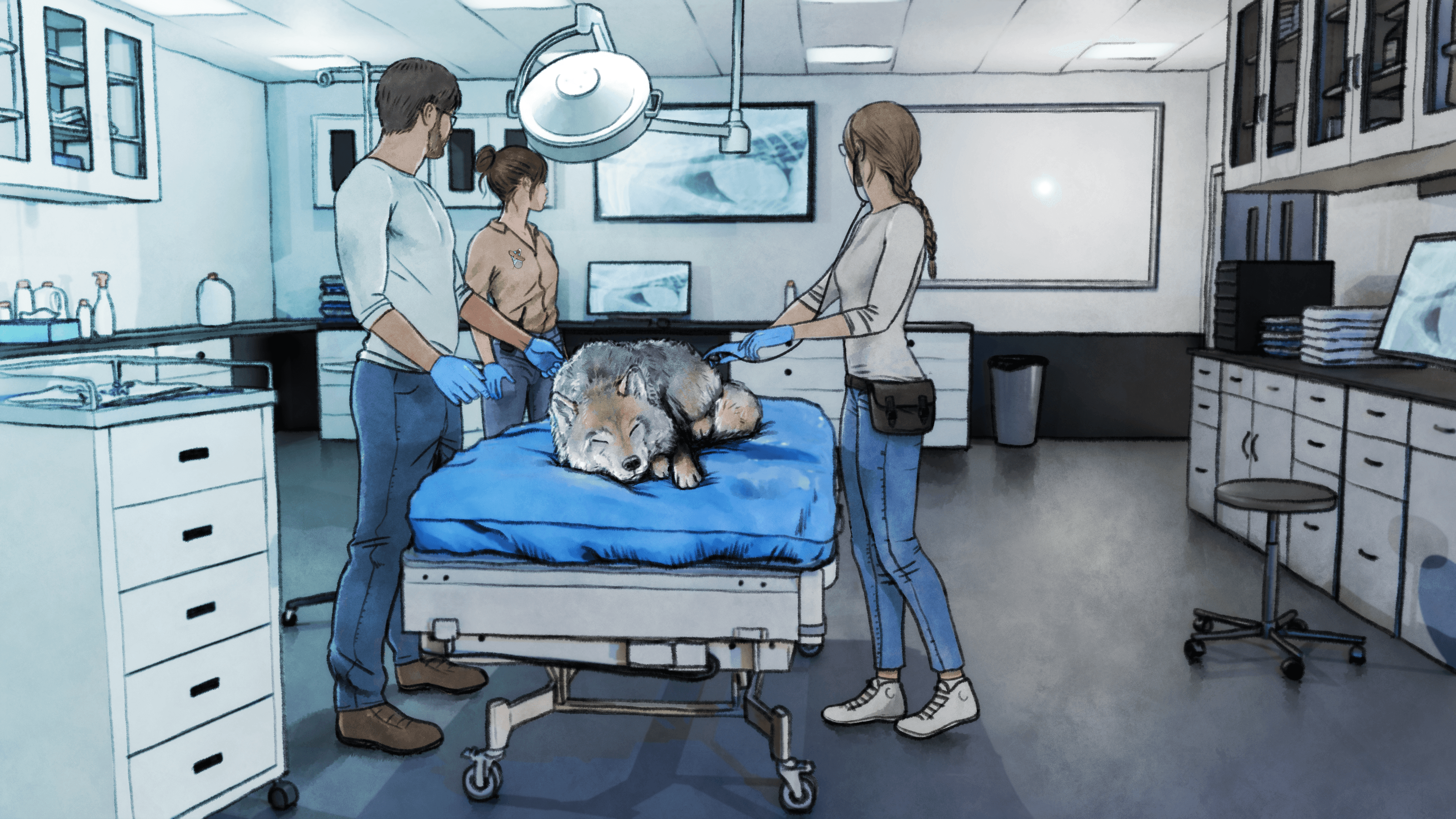 Drawing of the veterinary care area with a wolf being examined