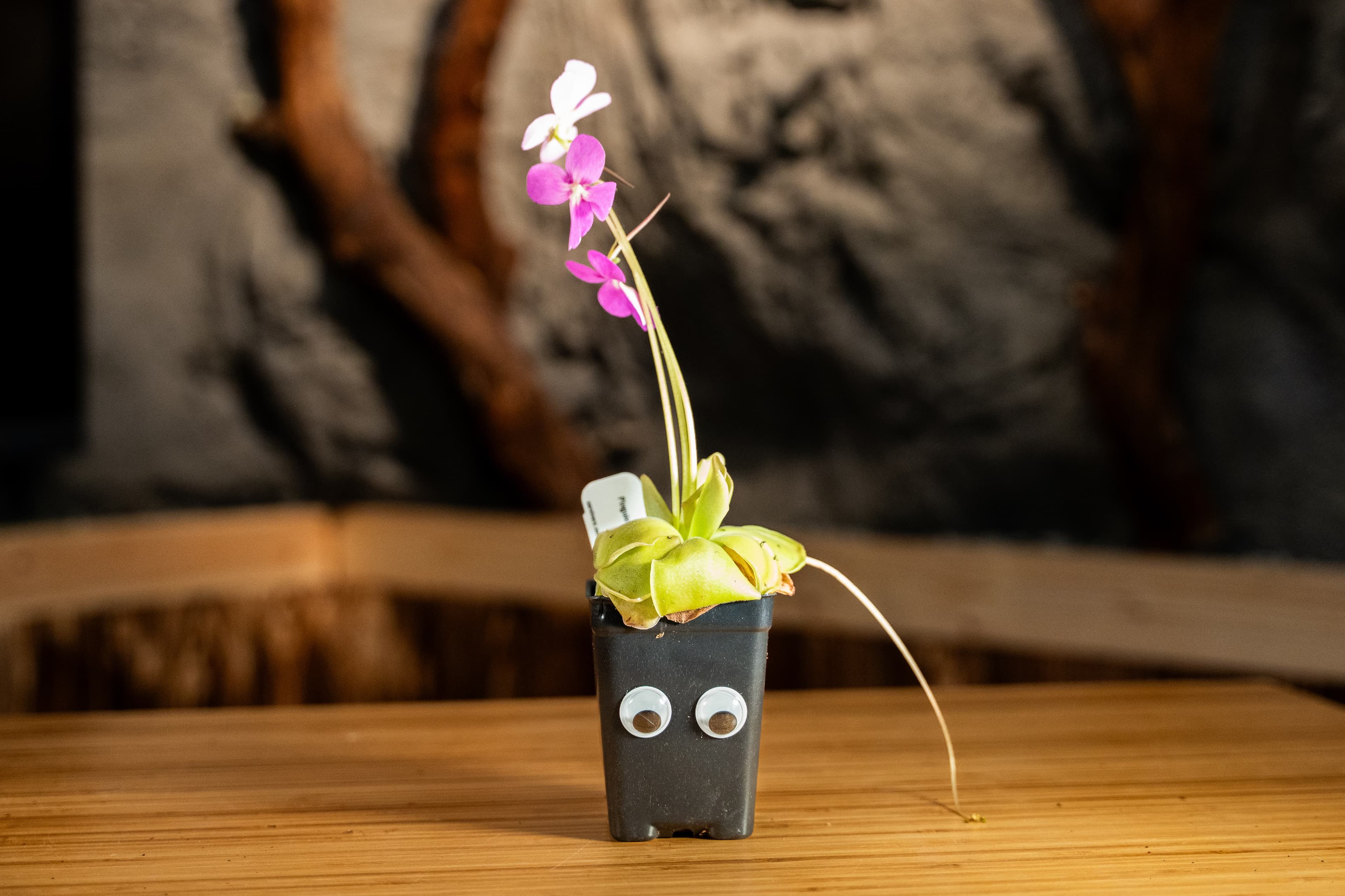 Butt the Mexican Butterwort Plant