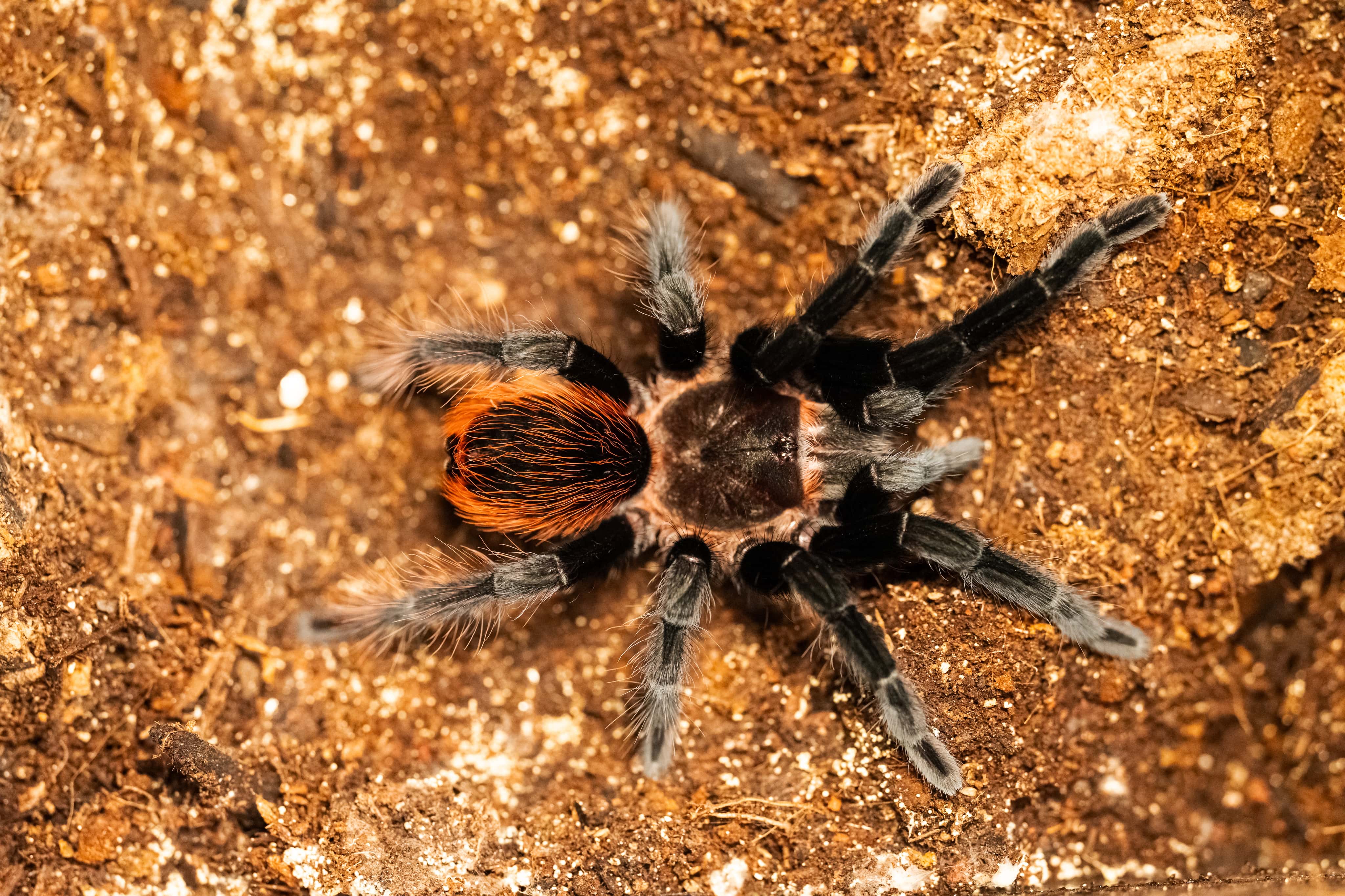 Eva the Mexican Red Rump Tarantula