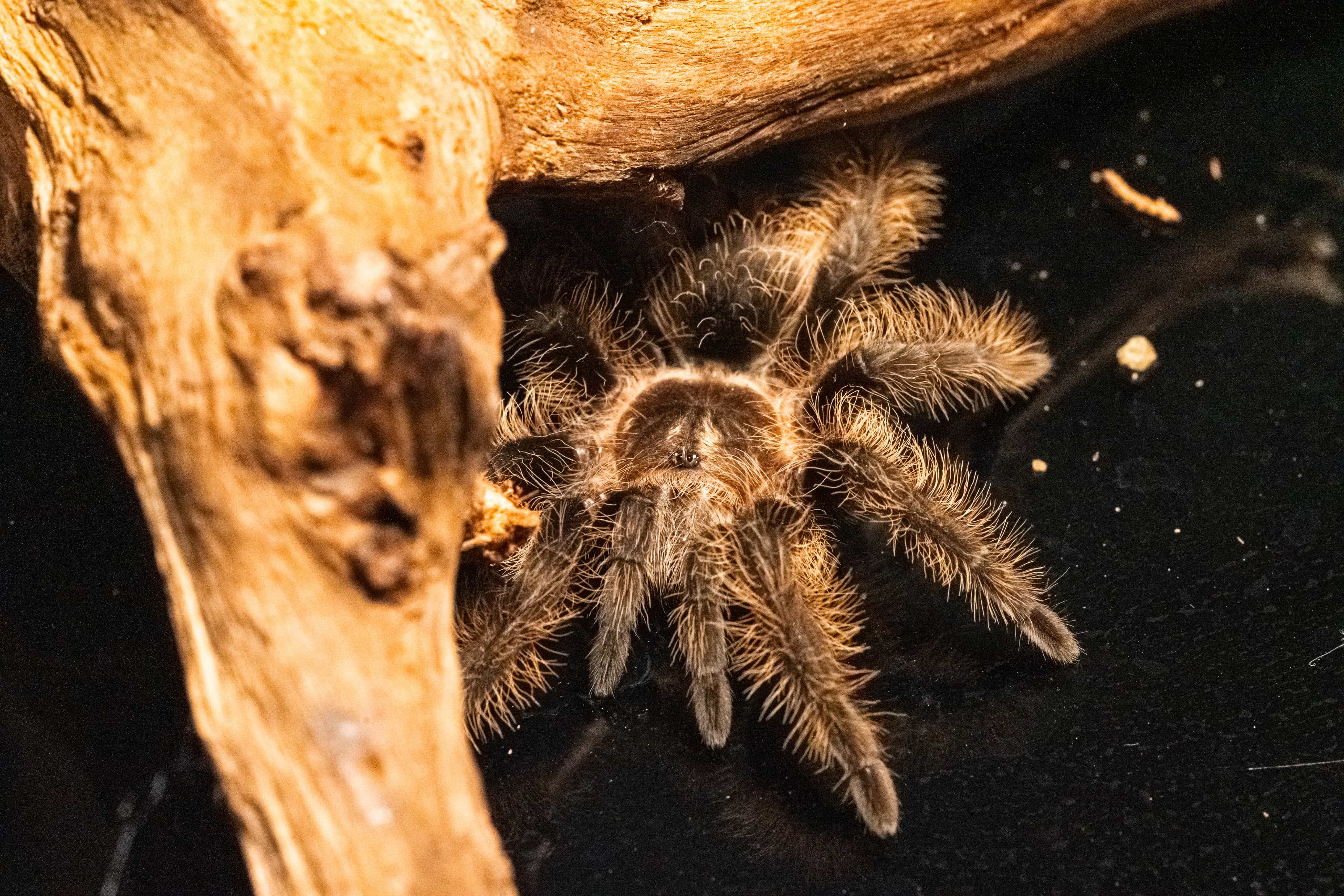 Kiwi the Honduran Curly Hair Tarantula