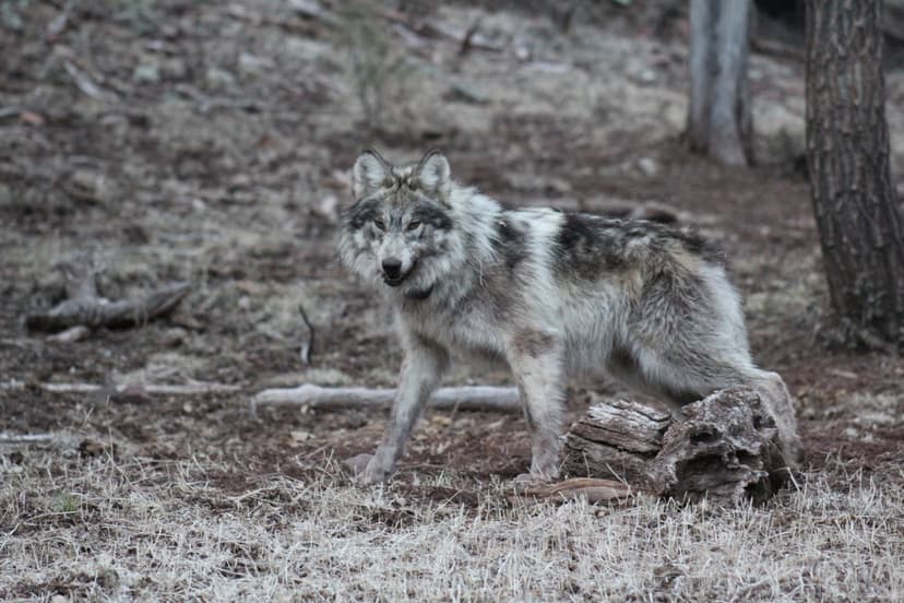 Mexican wolf released back into the wild, Mexican Wolf Interagency Field Team, Public Domain, https://www.fws.gov/media/mexican-wolf-released-back-wild